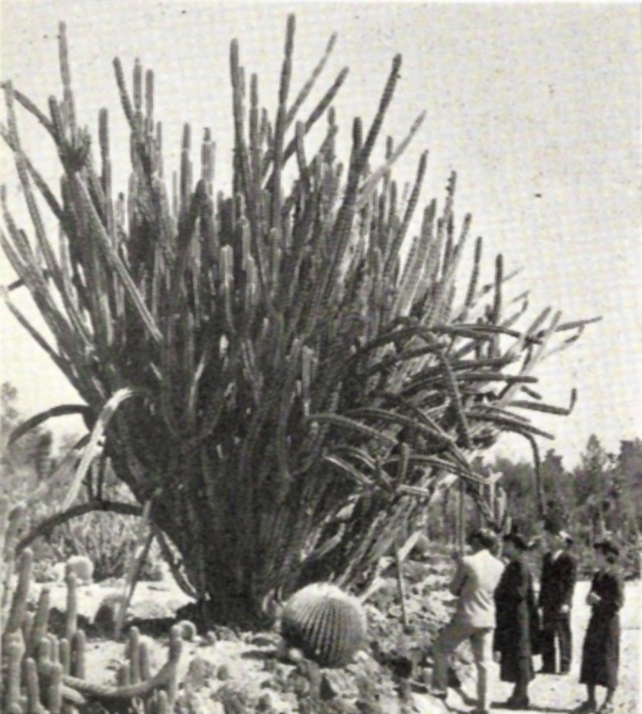 Cactus garden, Huntington Botanical Gardens. The cactus and other succulent collections cover fifteen acres and comprise about 25,000 specimens. In this view may be seen a twenty-year-old specimen of Cereus Xanthocarpus, a native of Paraguay. Mount Lowe Preservation Society Inc. Collection